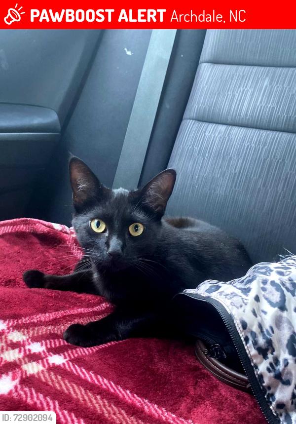 Lost Male Cat last seen Last seen near on Barrett Dr, Archdale, Archdale, NC 27263