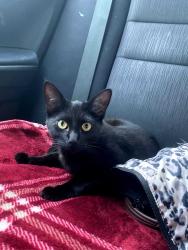 Lost Male Cat last seen Last seen near on Barrett Dr, Archdale, Archdale, NC 27263