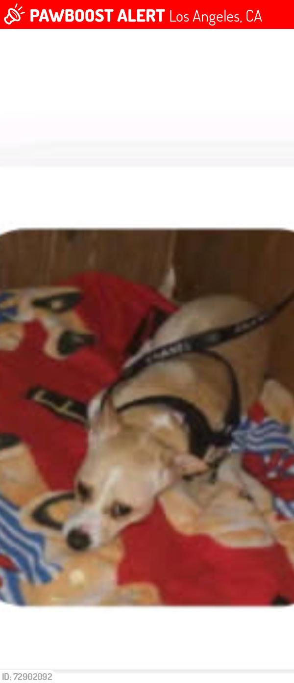 Lost Female Dog last seen Western ave and Romaine st, Los Angeles, CA 90038
