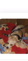 Lost Female Dog last seen Western ave and Romaine st, Los Angeles, CA 90038