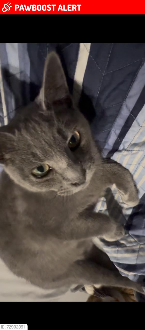 Lost Male Cat last seen WINTERWOOD AND CHARWOOD LN, Huntington Beach, CA 92646