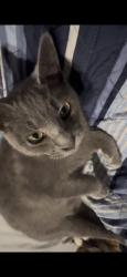 Lost Male Cat last seen WINTERWOOD AND CHARWOOD LN, Huntington Beach, CA 92646