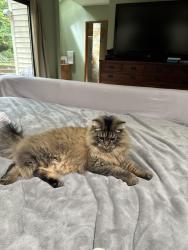 Lost Male Cat last seen Hillshire Drive near Scarborough Drive, Lake Oswego, OR 97034