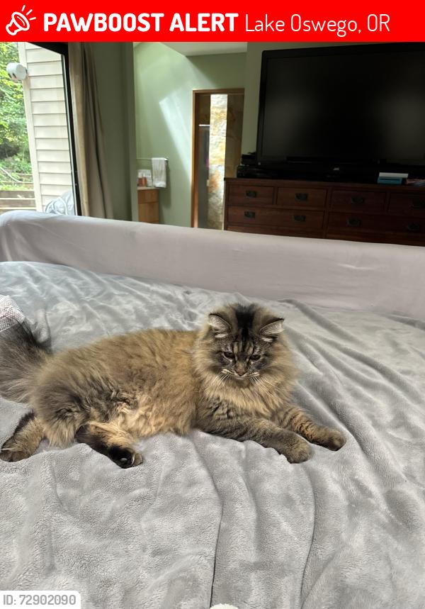 Lost Male Cat last seen Hillshire Drive near Scarborough Drive, Lake Oswego, OR 97034