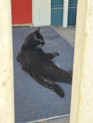 Found/Stray Unknown Cat last seen Burnside Rd, Sebastopol, CA 95472