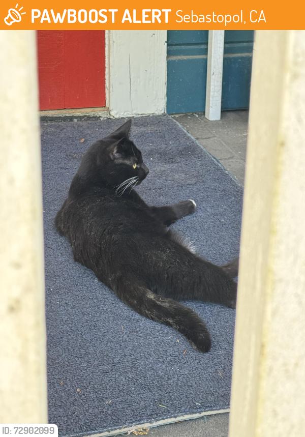 Found/Stray Unknown Cat last seen Burnside Rd, Sebastopol, CA 95472