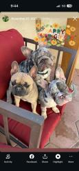 Lost Male Dog last seen Ballinger & Sloan, Sunrise Manor, NV 89142