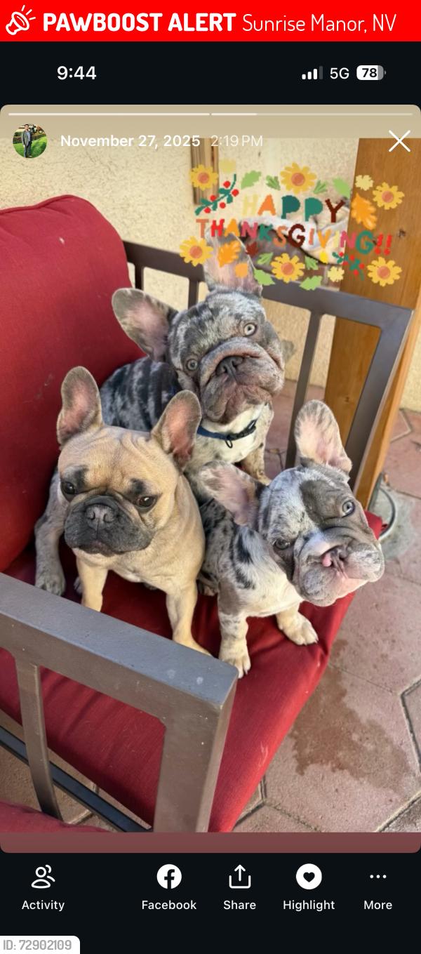 Lost Male Dog last seen Ballinger & Sloan, Sunrise Manor, NV 89142