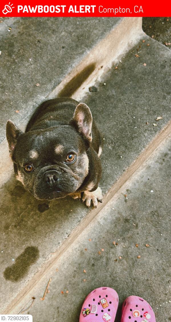 Lost Male Dog last seen Compton blvd , Compton, CA 90221