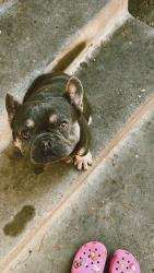 Lost Male Dog last seen Compton blvd , Compton, CA 90221