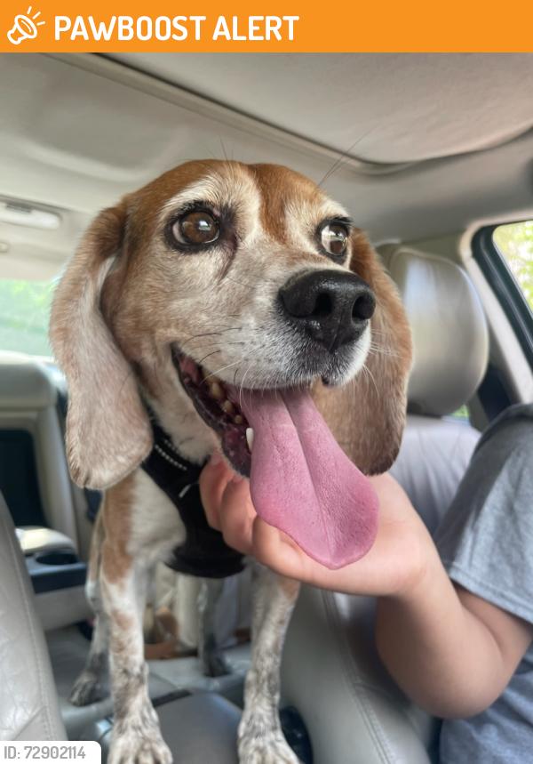 Found/Stray Female Dog last seen Wherry Road , Somerset Township, PA 15314