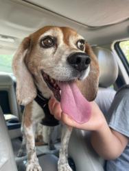 Found/Stray Female Dog last seen Wherry Road , Somerset Township, PA 15314