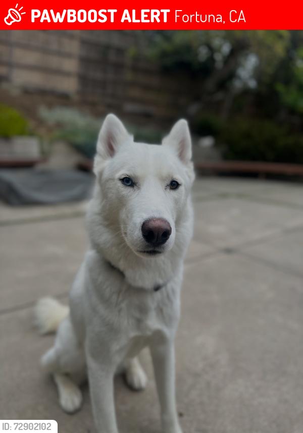 Lost Male Dog last seen Miranda's Rescue , Fortuna, CA 95540