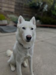 Lost Male Dog last seen Miranda's Rescue , Fortuna, CA 95540