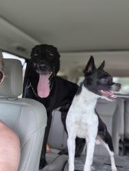 Reunited Unknown Dog last seen Barden rd and Robinson rd, Grand Prairie, TX 75050