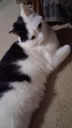 Lost Male Cat last seen jackson ct, Richton Park, IL 60471
