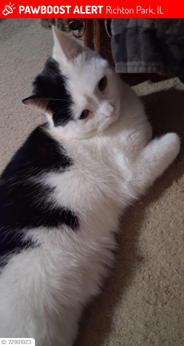 Lost Male Cat last seen jackson ct, Richton Park, IL 60471