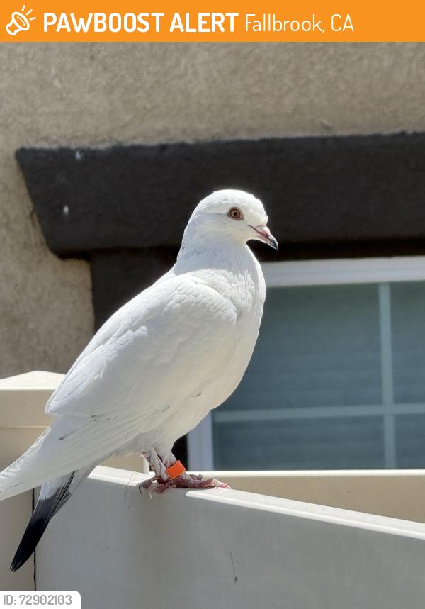 Found/Stray Unknown Bird last seen Pantaneiro Place , Fallbrook, CA 92028