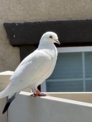 Found/Stray Unknown Bird last seen Pantaneiro Place , Fallbrook, CA 92028