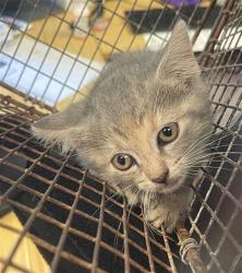 Shelter Stray Female Cat last seen Near BLOCK HUMANE LN, Columbia, SC 29209