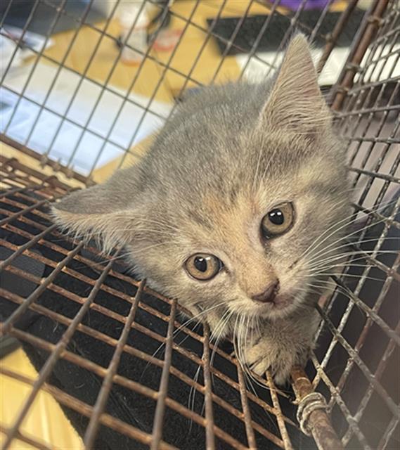 Shelter Stray Female Cat last seen Near BLOCK HUMANE LN, Columbia, SC 29209