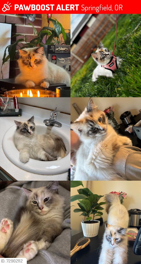 Lost Female Cat last seen 69th and A st, Springfield, OR 97478