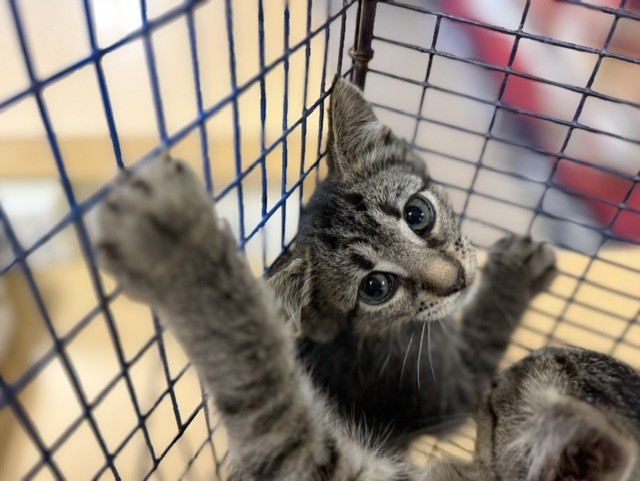 Shelter Stray Female Cat last seen Near BLOCK NW 27 AVE, Doral, FL 33122