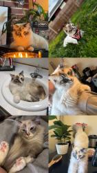 Lost Female Cat last seen 69th and A st, Springfield, OR 97478