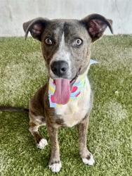 Shelter Stray Female Dog last seen Near BLOCK COLLEGE TER, Doral, FL 33122