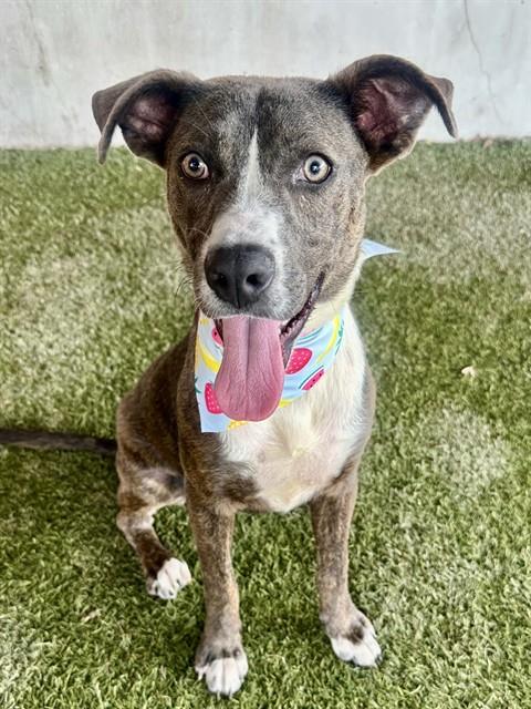 Shelter Stray Female Dog last seen Near BLOCK COLLEGE TER, Doral, FL 33122