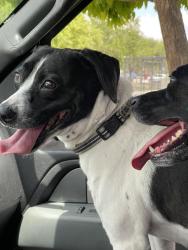 Lost Female Dog last seen 124th Street & 132nd Ave, Miami, FL 33186