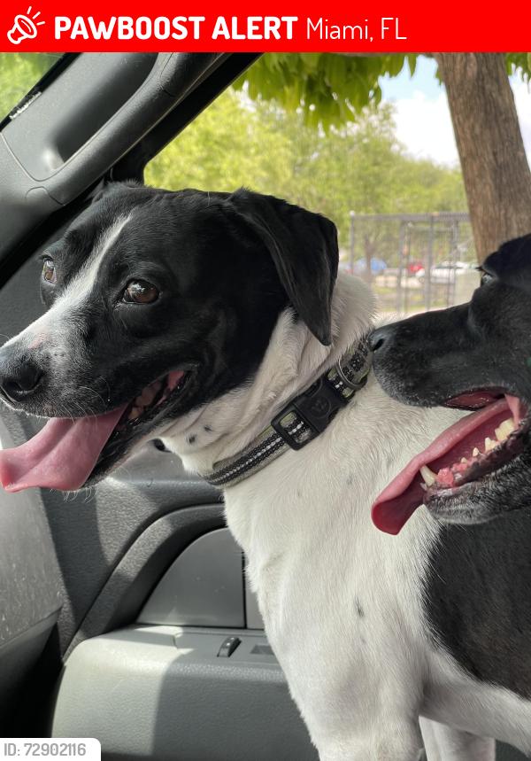 Lost Female Dog last seen 124th Street & 132nd Ave, Miami, FL 33186