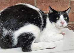 Shelter Stray Male Cat last seen , Los Angeles, CA 90031