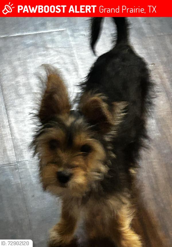 Lost Female Dog last seen Last seen outside prairie ests, Grand Prairie, TX 75050