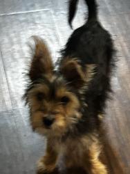 Lost Female Dog last seen Last seen outside prairie ests, Grand Prairie, TX 75050
