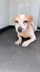 Shelter Stray Female Dog last seen Near BLK S OWENS, BAKERSFIELD, CA, Bakersfield, CA 93307