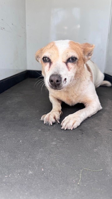 Shelter Stray Female Dog last seen Near BLK S OWENS, BAKERSFIELD, CA, Bakersfield, CA 93307