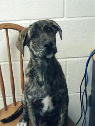 Shelter Stray Male Dog last seen Near BLOCK CHARRING CROSS LN, FAYETTEVILLE NC 28314, Fayetteville, NC 28306