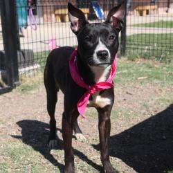 Shelter Stray Female Dog last seen HAYS, San Antonio, TX 78227