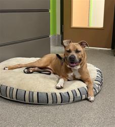 Shelter Stray Female Dog last seen Near BLOCK TAYLOR BLVD, Watterson Park, KY 40218