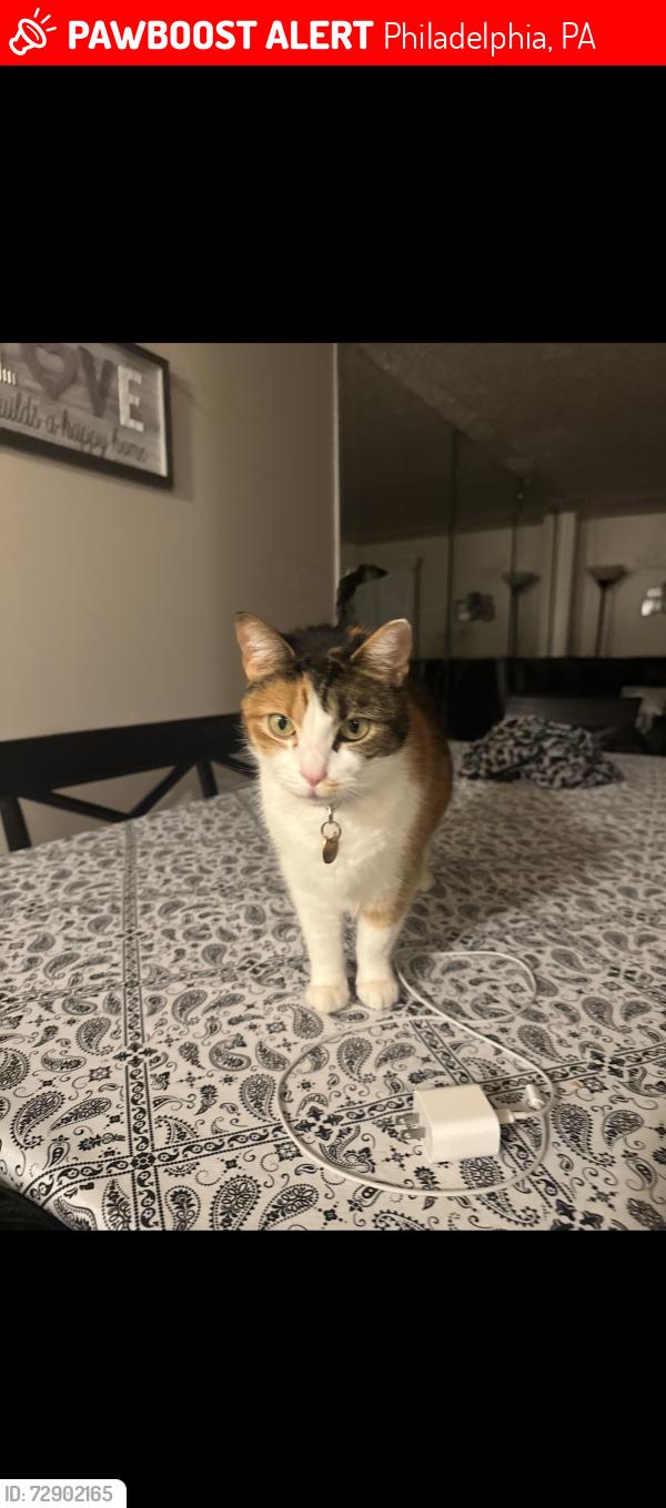 Lost Female Cat last seen Napfle and varee Road, Philadelphia, PA 19111