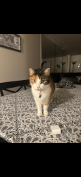 Lost Female Cat last seen Napfle and varee Road, Philadelphia, PA 19111