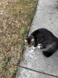 Found/Stray Unknown Cat last seen Wilshire st and tamarack. , Carlsbad, CA 92010