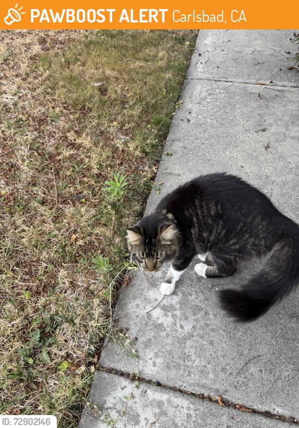 Found/Stray Unknown Cat last seen Wilshire st and tamarack. , Carlsbad, CA 92010
