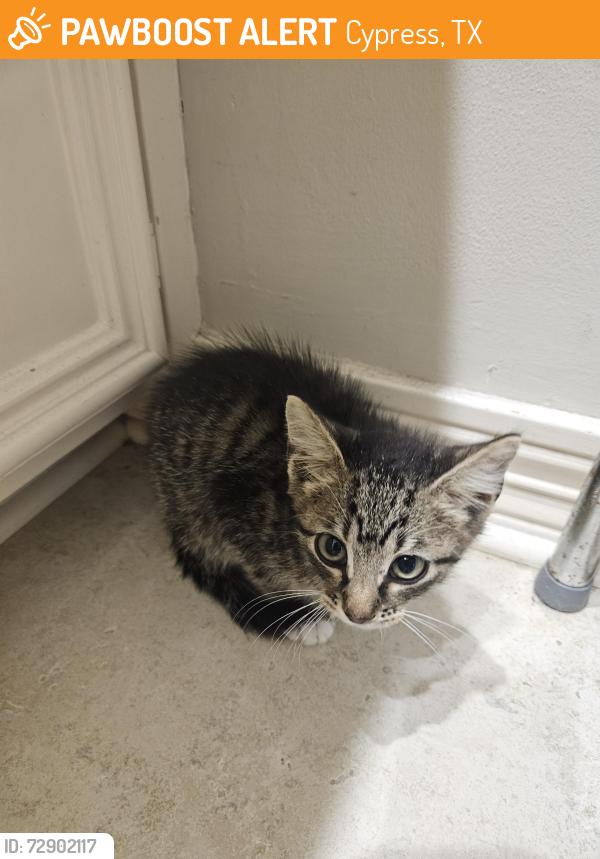 Found/Stray Male Cat last seen Country Fair Lane and Magnolia Brook Drive, Cypress, TX 77433