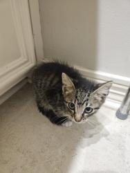 Found/Stray Male Cat last seen Country Fair Lane and Magnolia Brook Drive, Cypress, TX 77433