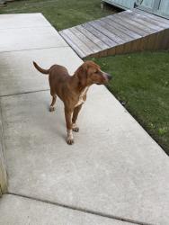 Found/Stray Male Dog last seen Westbourne Rd & Westbourne Ct, Greensboro, NC 27410