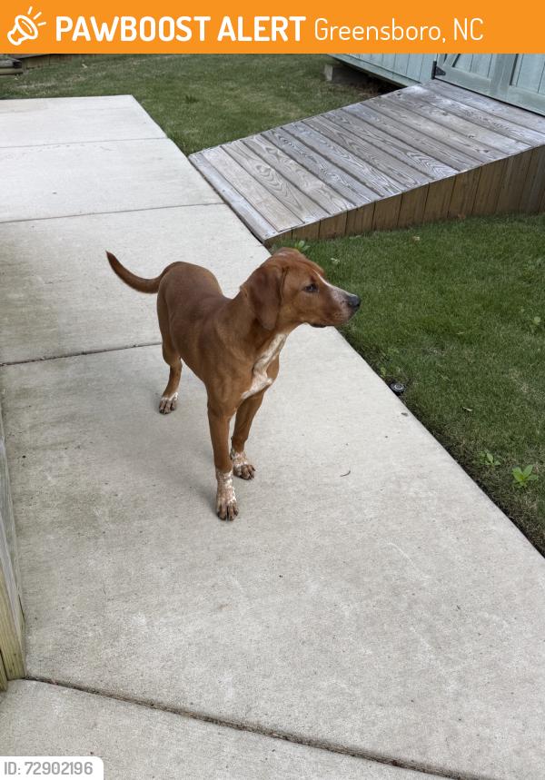 Found/Stray Male Dog last seen Westbourne Rd & Westbourne Ct, Greensboro, NC 27410