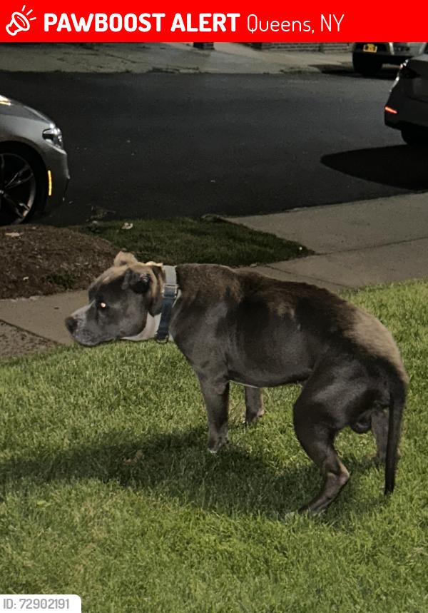 Lost Male Dog last seen 115-210th street Near Campus Magnet (Andrew Jackson) high school, Queens, NY 11411
