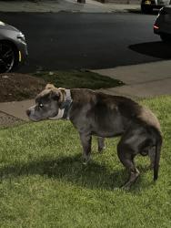 Lost Male Dog last seen 115-210th street Near Campus Magnet (Andrew Jackson) high school, Queens, NY 11411